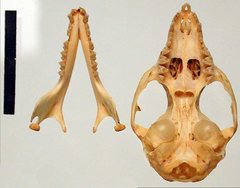 Phascogale calura