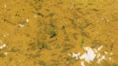 Fejervarya limnocharis