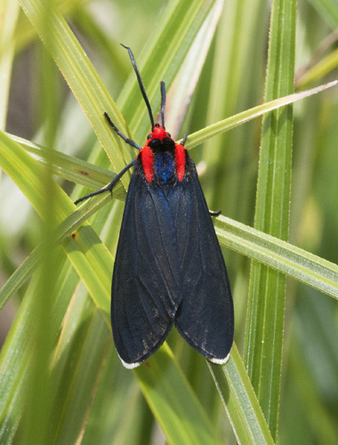 White-tipped Ctenucha