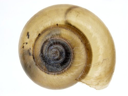 Cellar Snail