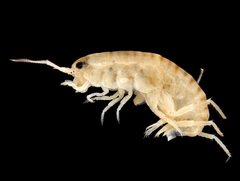 Arcitalitrus sylvaticus