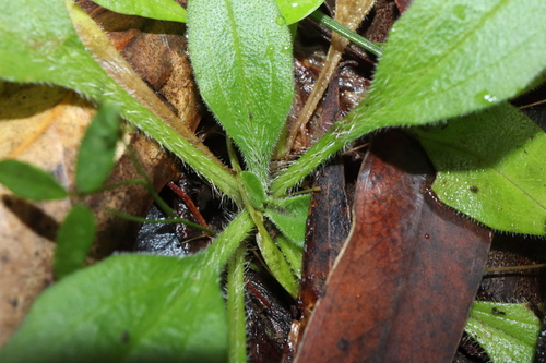 Image of Plantago debilis by (c) Thomas Mesaglio, some rights reserved (CC BY)