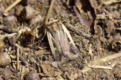 Proteuxoa tortisigna