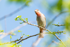 Piranga roseogularis