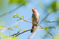 Piranga roseogularis