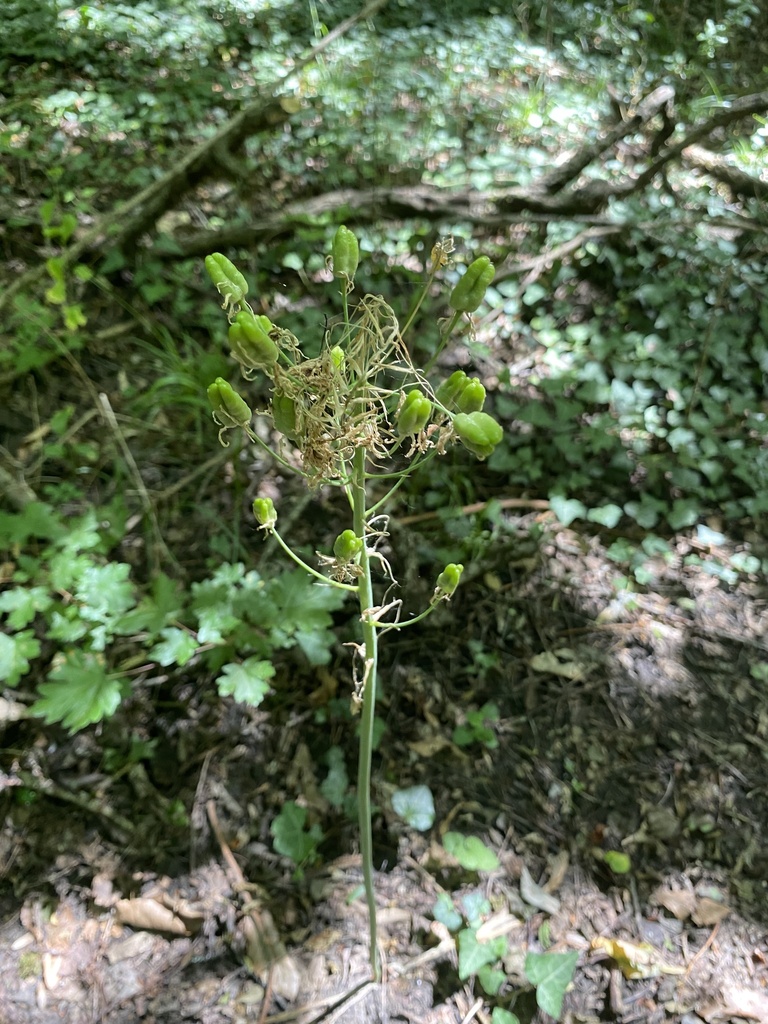 Ornithogalum arcuatum; photograph Екатерина Кравцова, CC BY, iNaturalist via GBIF
