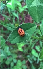 Coccinella septempunctata