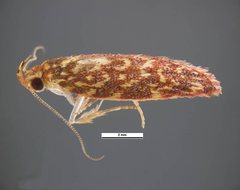 Syringoseca rhodoxantha