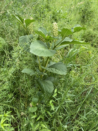 Phytolacca acinosa iNat (2)