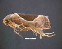 Hoplomorpha abalienella