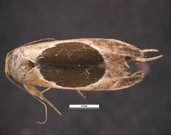 Hoplomorpha abalienella