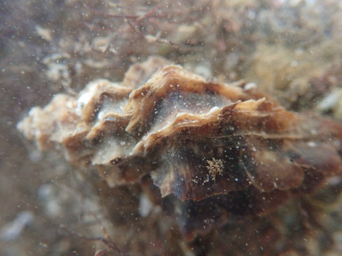 Vitularia salebrosa, 2024-06-09