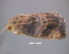 Hypertropha