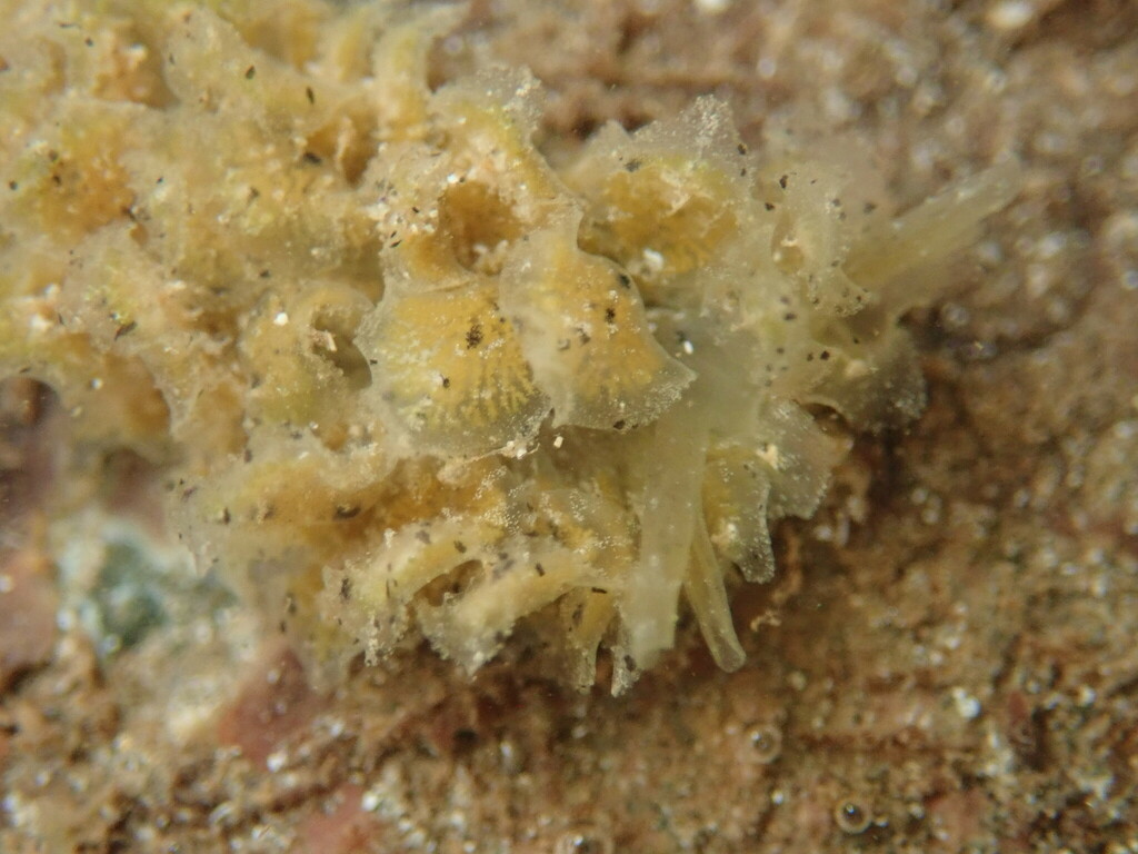 Polybranchia mexicana