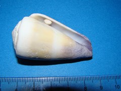 Conus flavidus