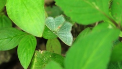 Idiochlora ussuriaria