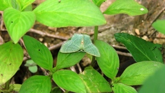 Idiochlora ussuriaria