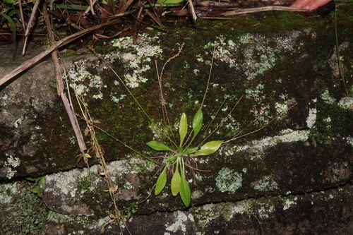 Image of Plantago debilis by (c) Thomas Mesaglio, some rights reserved (CC BY)