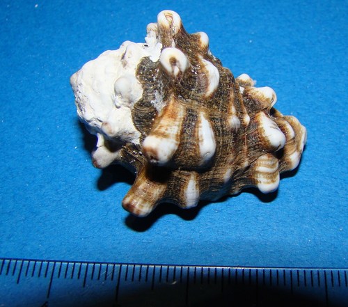 Vasum turbinellus