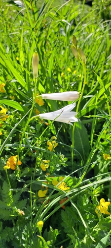 Image of Paradisea liliastrum by no rights reserved