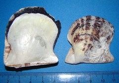 Pterioidea