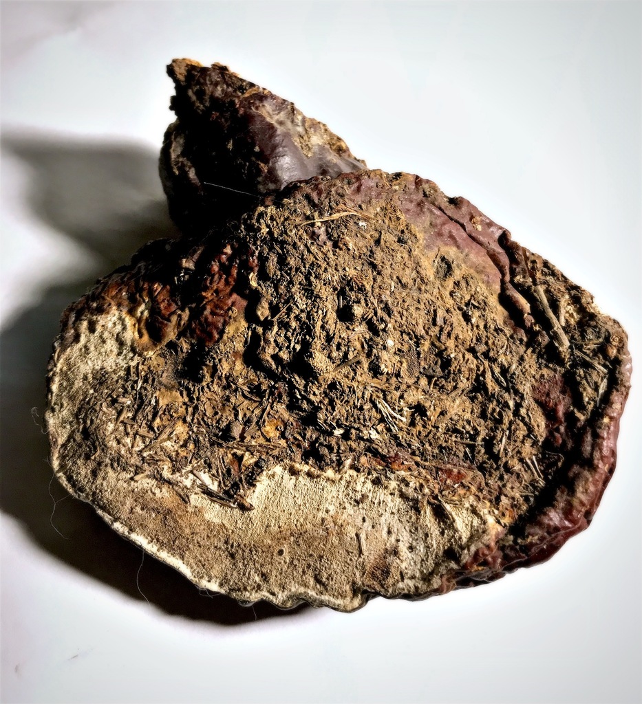 Ganoderma valesiacum