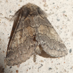 Gluphisia crenata