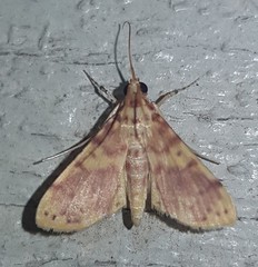 Conogethes haemactalis
