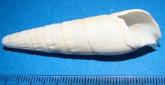 Rhinoclavis fasciata image