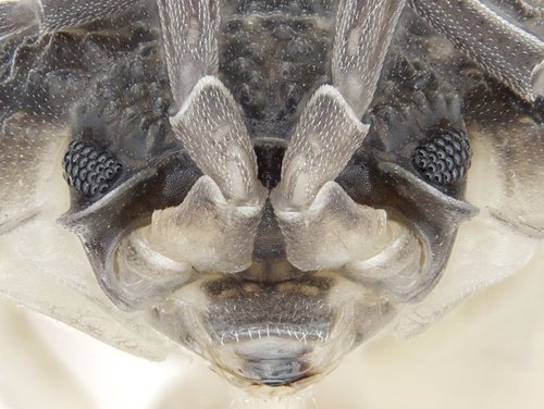 Common Rough Woodlouse, photo 8 of 10