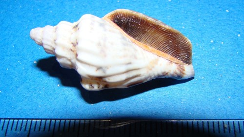 Canarium labiatum