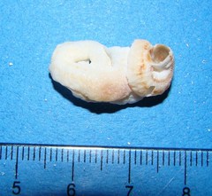 Vermetoidea