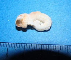 Vermetoidea