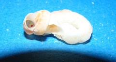 Vermetoidea