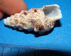 Pseudovertagus aluco