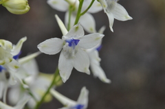 Delphinium leucophaeum