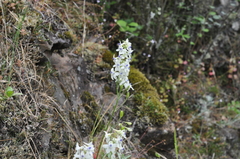 Delphinium leucophaeum