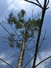 Pinus serotina