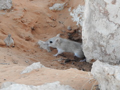 Sundevall's Jird photo 2