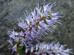Veronica obtusata