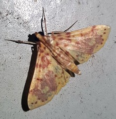 Conogethes haemactalis