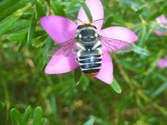 Megachile chrysopyga