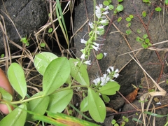 Veronica obtusata