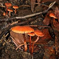 Laccaria canaliculata