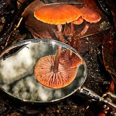 Laccaria canaliculata