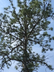 Pinus serotina