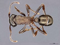 Rhytidoponera victoriae