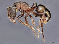 Rhytidoponera victoriae