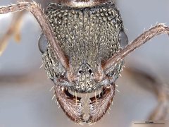 Rhytidoponera victoriae