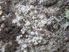 Pertusaria allanii